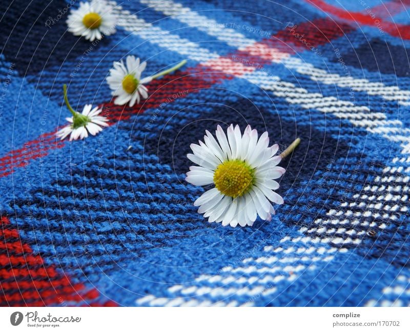 Daisy on plaids Colour photo Exterior shot Copy Space right Copy Space bottom Day Sunlight Style Joy Wellness Harmonious Well-being Senses Relaxation Calm