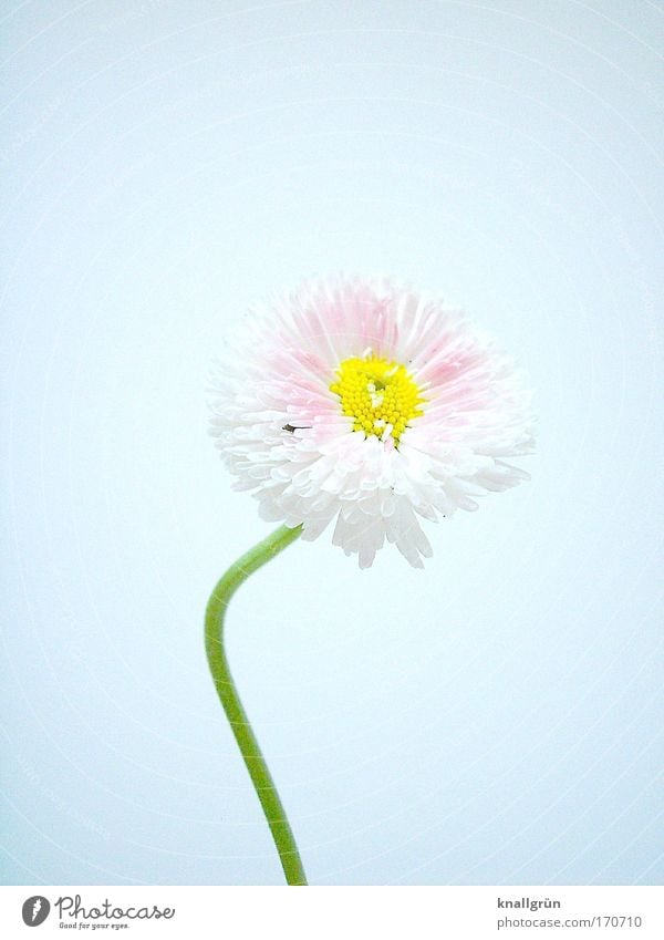 towards the sun Colour photo Studio shot Close-up Deserted Copy Space right Copy Space top Neutral Background Nature Plant Daisy Blossoming Beautiful Yellow