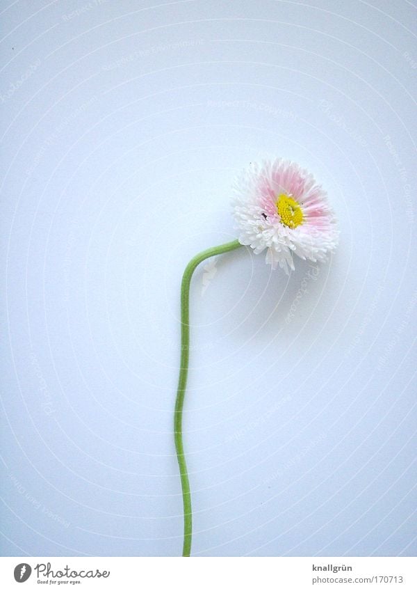 I was already lying on the compost. Colour photo Studio shot Deserted Copy Space left Copy Space right Copy Space top Neutral Background Nature Plant Daisy