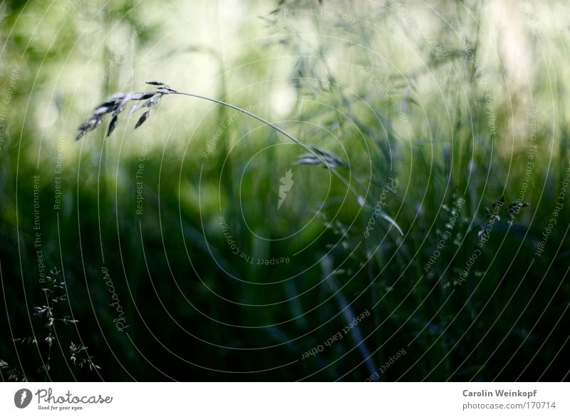 Hay fever VI. Colour photo Multicoloured Exterior shot Close-up Detail Abstract Pattern Structures and shapes Deserted Copy Space bottom Day Shadow Contrast