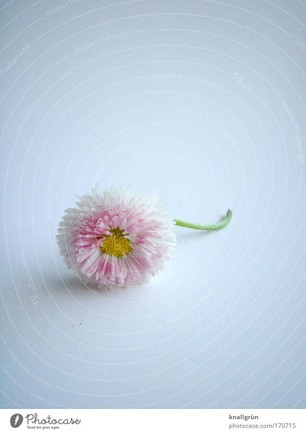 towards the end Colour photo Studio shot Close-up Deserted Copy Space top Copy Space bottom Neutral Background Nature Plant Daisy Blossoming Beautiful Yellow