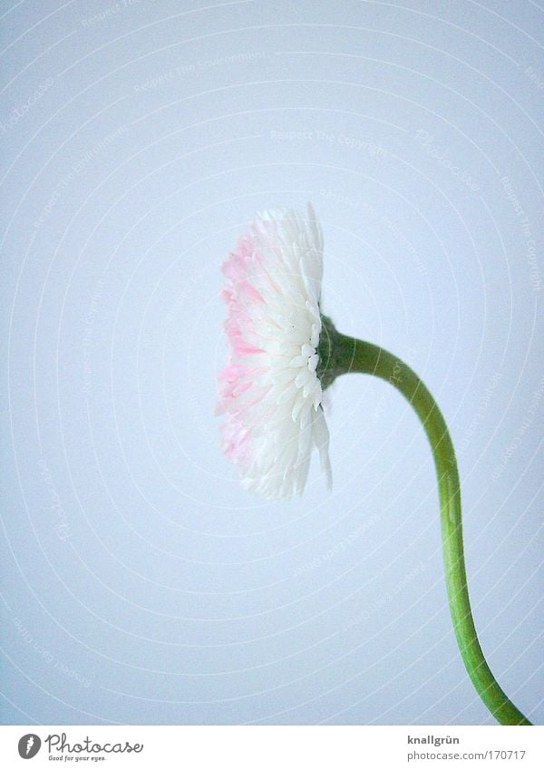 profile Colour photo Studio shot Close-up Deserted Copy Space left Copy Space top Copy Space bottom Neutral Background Profile Nature Plant Daisy Blossoming