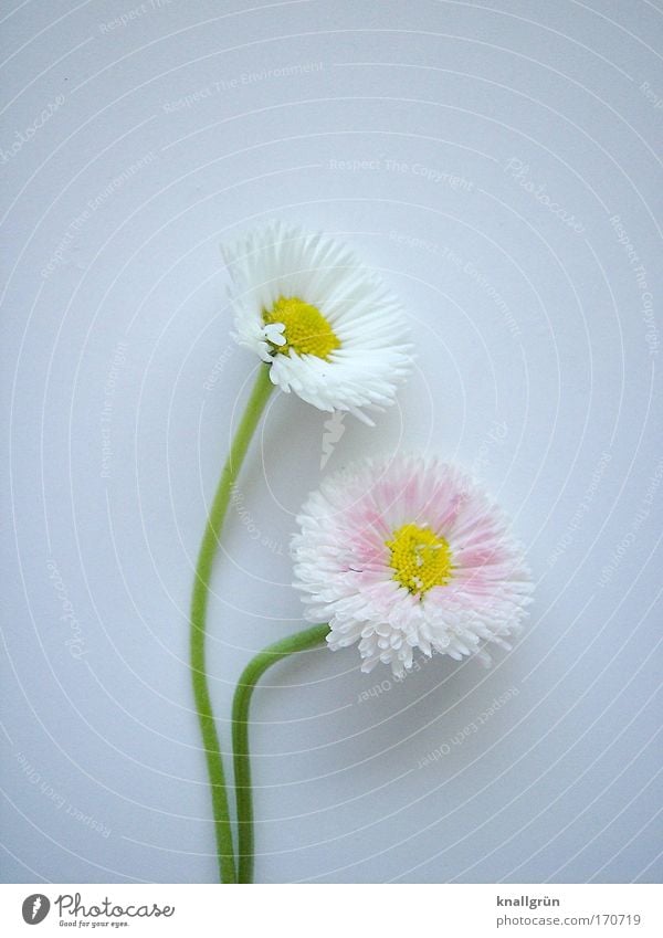 affection Colour photo Studio shot Close-up Deserted Copy Space top Copy Space bottom Neutral Background Nature Plant Daisy Blossoming Beautiful Yellow Green