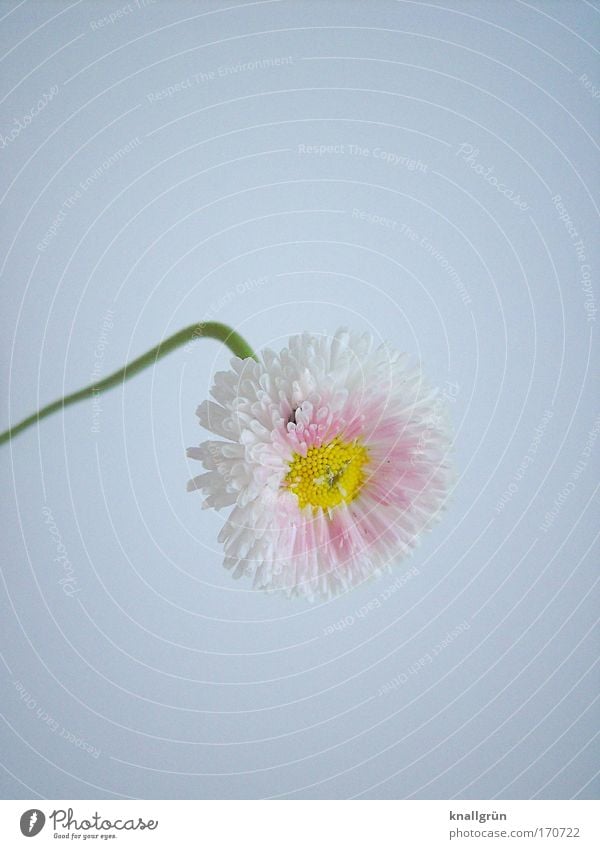 Top heavy Colour photo Studio shot Close-up Deserted Copy Space top Copy Space bottom Neutral Background Nature Plant Daisy Blossoming Beautiful Yellow Green