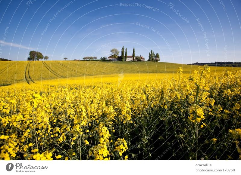 Rapeseed #17 Colour photo Multicoloured Exterior shot Deserted Copy Space top Copy Space bottom Copy Space middle Day Sunlight Deep depth of field