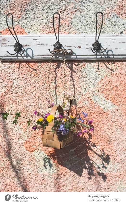 Flowers in the basket on hanger on a wall Pot Design Beautiful Summer Garden Decoration Nature Plant Leaf Blossom Green White Colour Hanging Basket spring