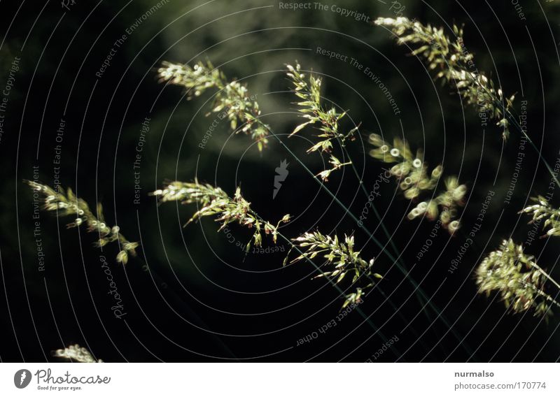 Silence II Colour photo Twilight Elegant Happy Trip Environment Nature Plant Animal Grass Blossom Blade of grass Stalk Veronica Park Meadow Field Looking Stand