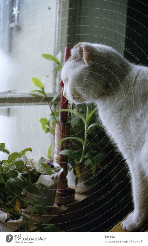 Pretty cold out there. Colour photo Interior shot Day Twilight Central perspective Animal portrait Profile Looking away Living or residing Flat (apartment)