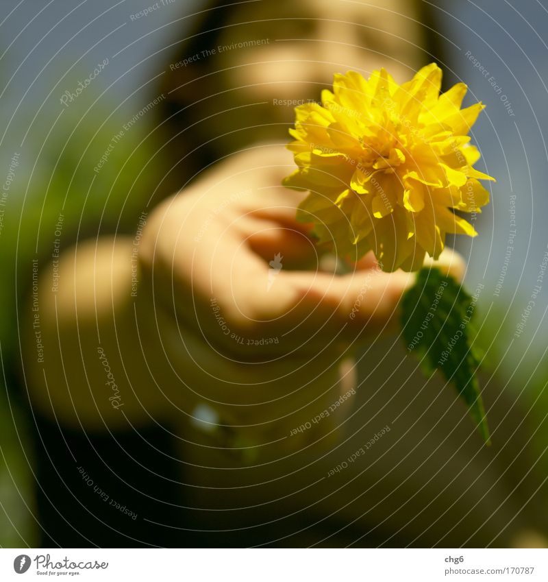 I'll give you a little flower.... Colour photo Multicoloured Exterior shot Close-up Copy Space bottom Day Light Shallow depth of field Worm's-eye view Happy