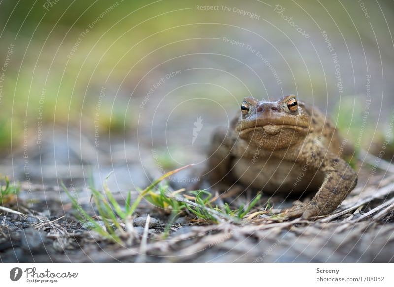 THE BOSS Nature Landscape Plant Animal Earth Summer Grass Meadow Field Eifel Wild animal Frog 1 Observe Sit Small Wet Brown Gray Green Eyes Smoothness