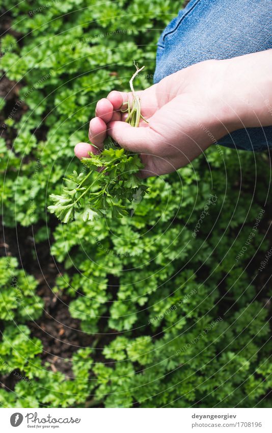 Picking parsley in a home garden Vegetable Herbs and spices Pot Garden Gardening Nature Plant Leaf Growth Fresh Natural Green Colour Parsley Home food Organic