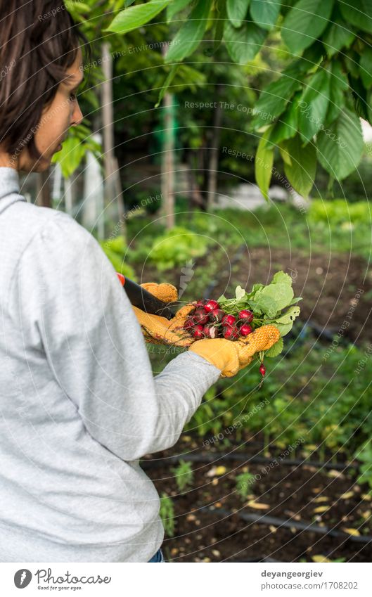 Woman hold bunch of radishes Vegetable Vegetarian diet Summer Garden Gardening Adults Hand Nature Plant Fresh Green Red Radish Organic agriculture healthy food