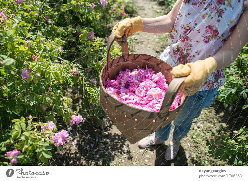 Woman picking color of oilseed roses Beautiful Skin Wellness Relaxation Garden Adults Nature Plant Flower Rose Leaf Fresh Natural Pink sack Essential plantation