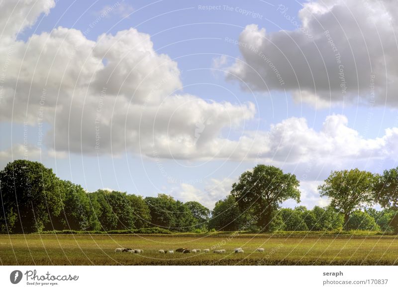 Pastureland idyllic landscape Sheep Ruminant Tree weald Grassland Meadow pastureland nature Landscape sky clouds Verdant Agriculture Cattle agrarian rural flora