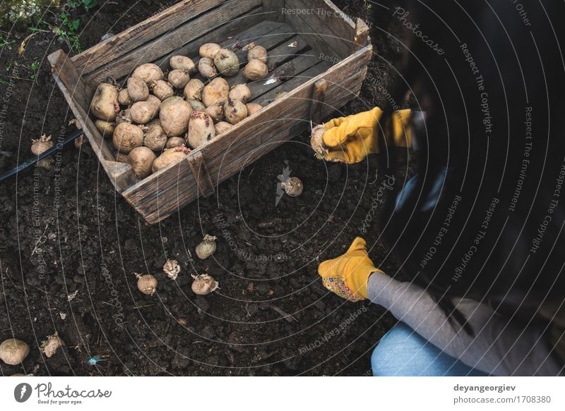 Planting potatoes in small bio garden Vegetable Garden Gardening Nature Earth Growth Fresh Natural Potatoes seed food Organic Crate agriculture spring Root