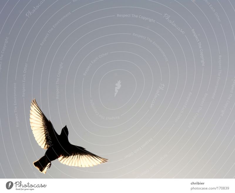 If I take wings... Exterior shot Copy Space right Copy Space top Contrast Silhouette Light (Natural Phenomenon) Back-light Nature Animal Air Sky Bird Wing