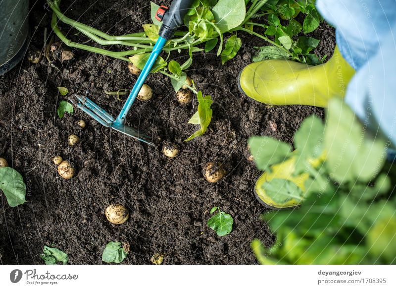 Hoeing potatoes Summer Garden Work and employment Gardening Tool Human being Man Adults Hand Plant Earth Green Potatoes Farmer agriculture Ground field people