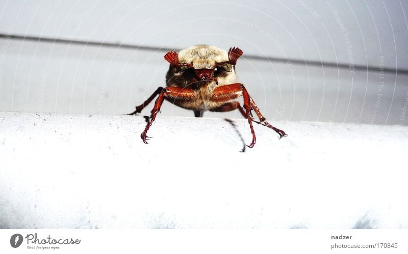 cockchafer Animal Beetle 1 Observe Movement Crawl Threat Curiosity Brown May bug White Colour photo Exterior shot Close-up Detail Looking into the camera