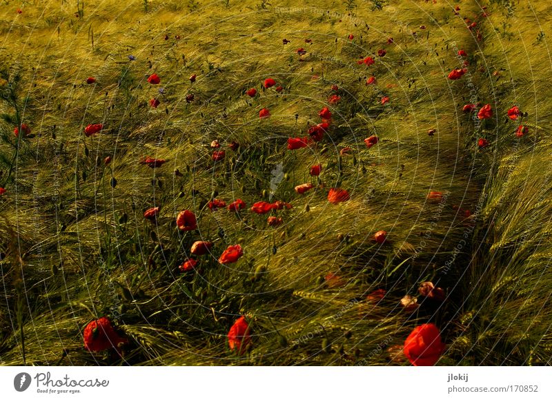 field study Colour photo Subdued colour Exterior shot Deserted Day Contrast Nature Plant Summer Blossom Foliage plant Agricultural crop Wild plant Field