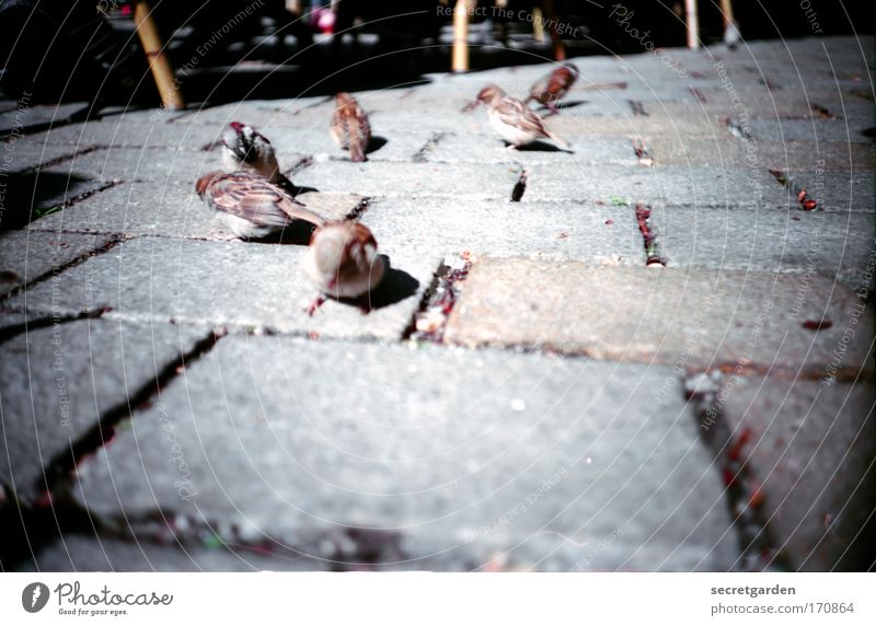 sparrows on the Hackescher market. (surrounded by spiders) Colour photo Subdued colour Exterior shot Close-up Lomography Holga Deserted Copy Space right