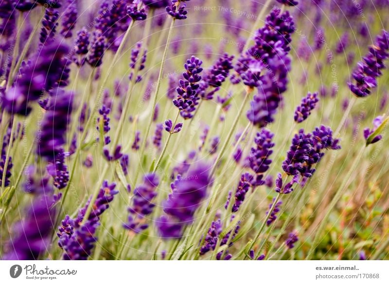 Do you smell that? Colour photo Multicoloured Exterior shot Morning Day Blur Motion blur Shallow depth of field Central perspective Environment Nature Plant