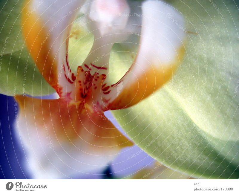 Wonders of nature Colour photo Multicoloured Interior shot Close-up Detail Macro (Extreme close-up) Pattern Structures and shapes Deserted Copy Space right