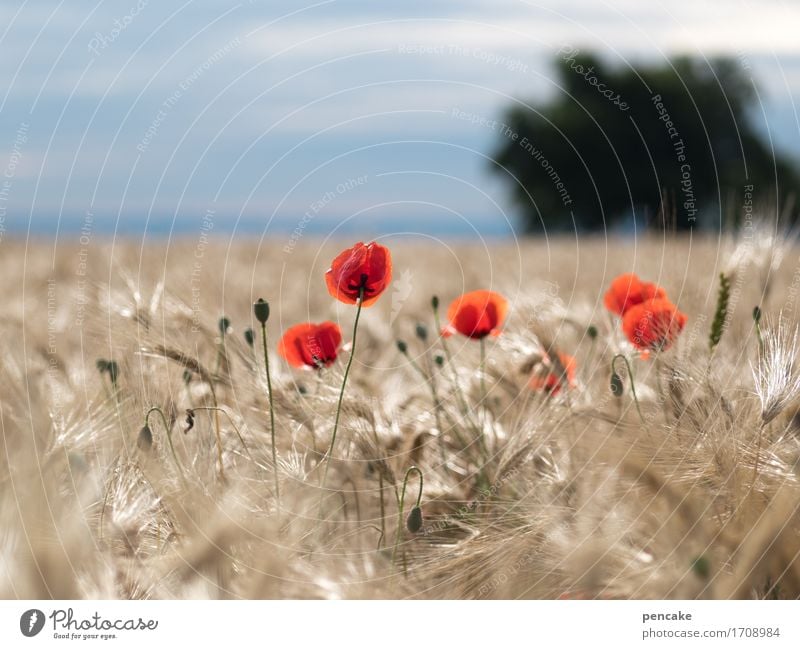 friday on mohntag Nature Landscape Plant Elements Sky Sun Summer Field Life Poppy Agriculture Swabian Jura Rye Rye field Grain Grain field Horizon Tree