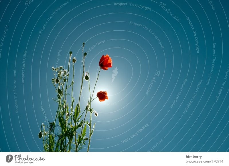 sunday is poppy day Colour photo Multicoloured Exterior shot Close-up Detail Macro (Extreme close-up) Copy Space right Copy Space top Copy Space bottom