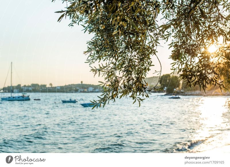 Olive trees, sea and sunse Beautiful Vacation & Travel Tourism Summer Sun Beach Ocean Island Mountain Garden Nature Landscape Sky Tree Blue olive Sunset Sicily