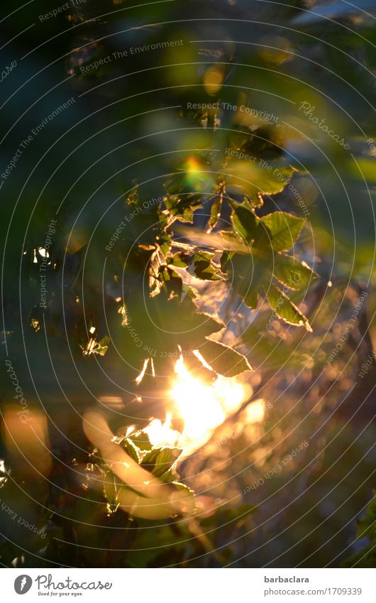 billich | Solar Energy Plant Elements Sun Bushes Leaf Garden Illuminate Bright Moody Warm-heartedness Power Nature Environment Colour photo Exterior shot