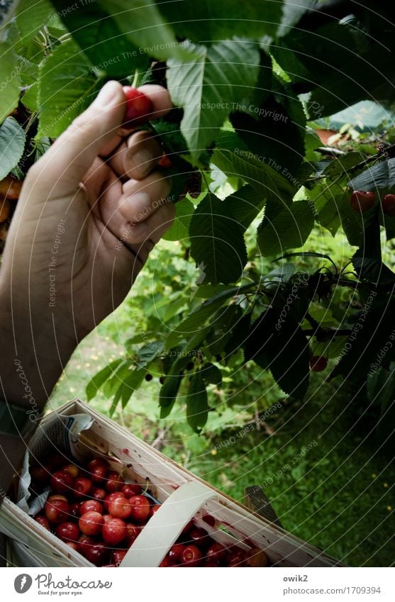 Fresh from the tree Hand Fingers Environment Plant Summer Climate Beautiful weather Tree Leaf Cherry Chip basket Work and employment To enjoy Success Attentive