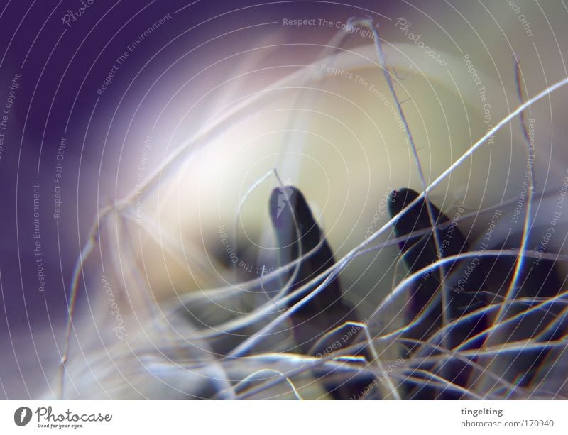 a breath of colour Colour photo Close-up Macro (Extreme close-up) Day Shallow depth of field Decoration Plant Leaf Blossoming Natural Soft Bouquet Near Line