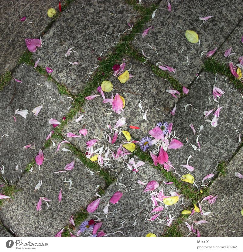 wedding Flower Blossom Lanes & trails Multicoloured Paving stone Blossom leave Distribute Cobblestones Exterior shot Deserted Bird's-eye view