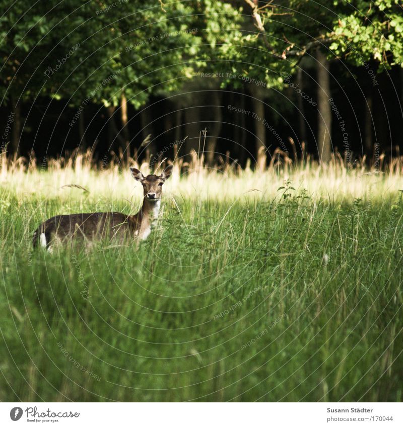 A little deer stands in the forest II Colour photo Deserted Copy Space right Copy Space top Copy Space bottom Day Shadow Contrast Reflection