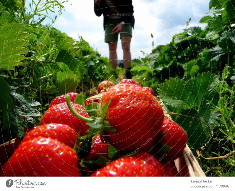 I love it! I love it! Fruit Red Strawberry strawberry field Pick Nutrition Colour photo Exterior shot Detail Day Sunlight Summer Attempt