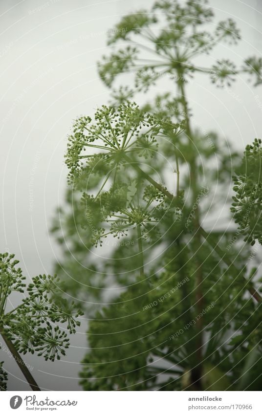 cabbage Colour photo Exterior shot Deserted Copy Space left Day Blur Shallow depth of field Environment Nature Plant Summer Bad weather Fog Blossom