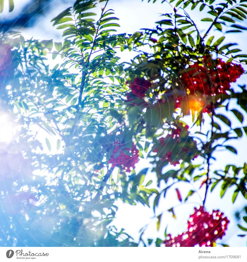 The rowan tree Plant Beautiful weather Tree Leaf Fruit Rawanberry Rowan tree Illuminate Friendliness Happiness Fresh Healthy Glittering Bright Delicious Green