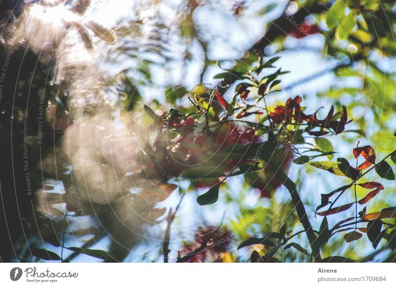 Light trapping I Nature Plant Sky Sunlight Summer Autumn Beautiful weather Tree Leaf Rawanberry Rowan tree Twigs and branches Garden Glittering Illuminate