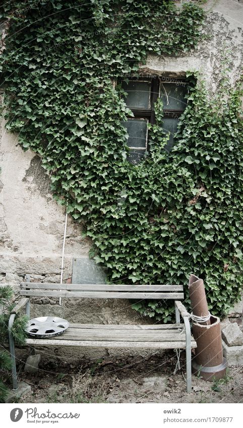 Still life with hubcap Ivy Wall (barrier) Wall (building) Facade Window Wheel cover Bench Downspout Old Relaxation Together Calm Idyll Contentment Peaceful