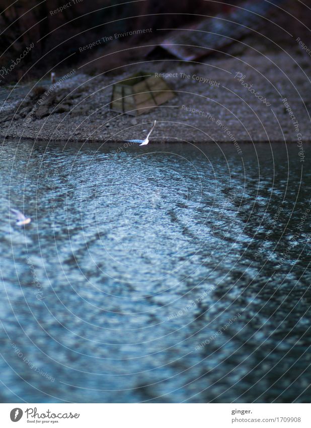 Tlön, the other side. Environment Nature Earth Water Autumn Weather River bank Beach Blue Brown Seagull lensbaby Rhine Structures and shapes Tent Flying Diffuse