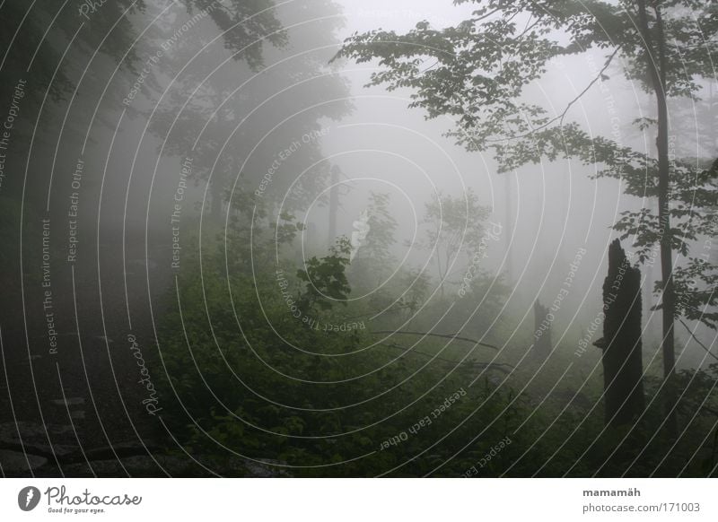 Fog walk II Colour photo Exterior shot Deserted Nature Weather Bad weather Tree Moss Forest Dark Creepy Tree trunk Leaf Green Eerie Fairy tale Enchanted forest