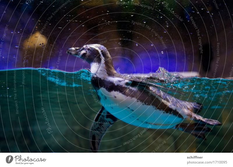 Wat? Fish? Where? Where? Animal Zoo Aquarium 1 Dark Violet Turquoise Penguin Humboldt Penguin Artificial light Water Surface of water Swimming & Bathing