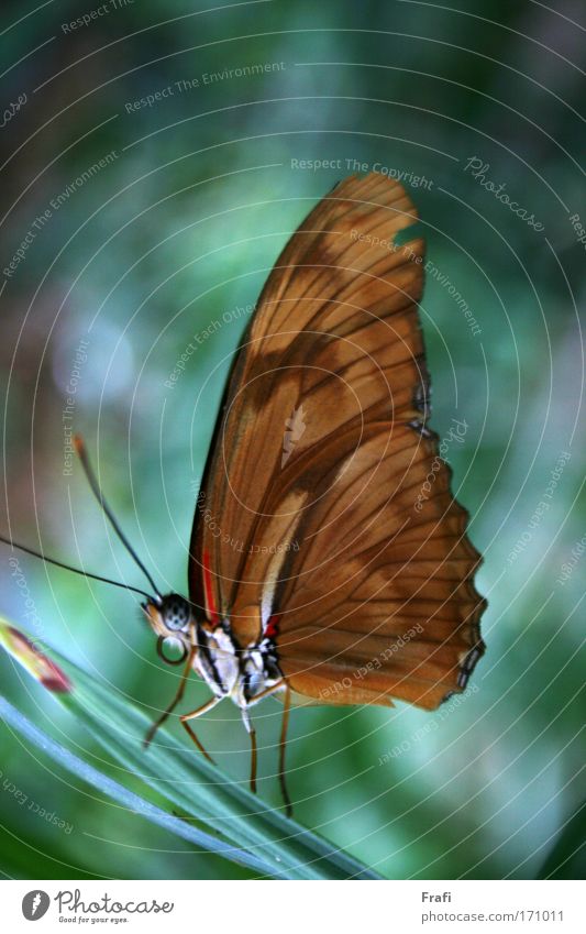 butterfly Colour photo Interior shot Detail Macro (Extreme close-up) Deserted Day Artificial light Long shot Animal portrait Looking into the camera Nature