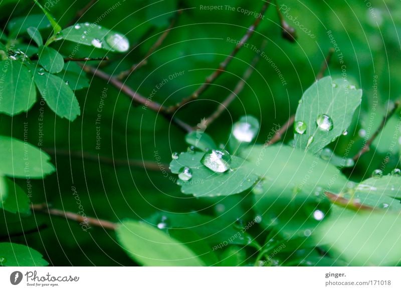 Have you ever seen the rain? Nature Plant Water Drops of water Weather Rain Bushes Leaf Fresh Glittering Wet Natural Green Twigs and branches Contrast Bright