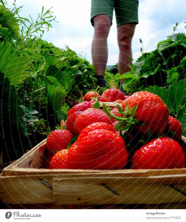 My strawberries!!! Fruit Strawberry Fresh Healthy Delicious Red Pick strawberry field Colour photo Exterior shot Day Juicy Field Harvest Seasonal farm worker