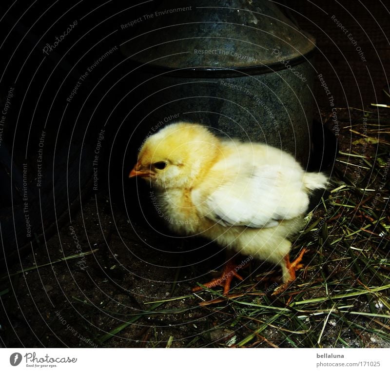 I wish I were a chicken... Animal Farm animal Bird 1 Baby animal Moody Joy Joie de vivre (Vitality) Peaceful Attentive Watchfulness Patient Calm Chick Barn