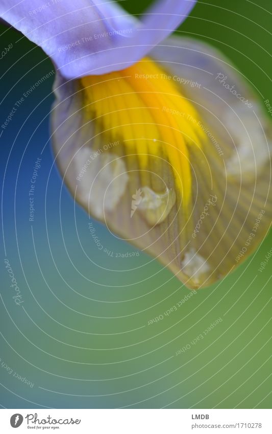 Iris II Environment Nature Plant Flower Blossom Blue Multicoloured Yellow Gold Green Violet Iridaceae Tongue Common chicory Furrow Blossom leave Drops of water