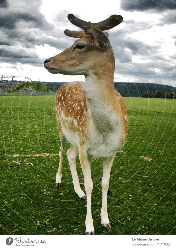 Disney's Bambi Colour photo Exterior shot Day Trip Environment Nature Storm clouds Spring Grass Meadow clobber Eifel Germany Animal Wild animal Zoo Deer Observe