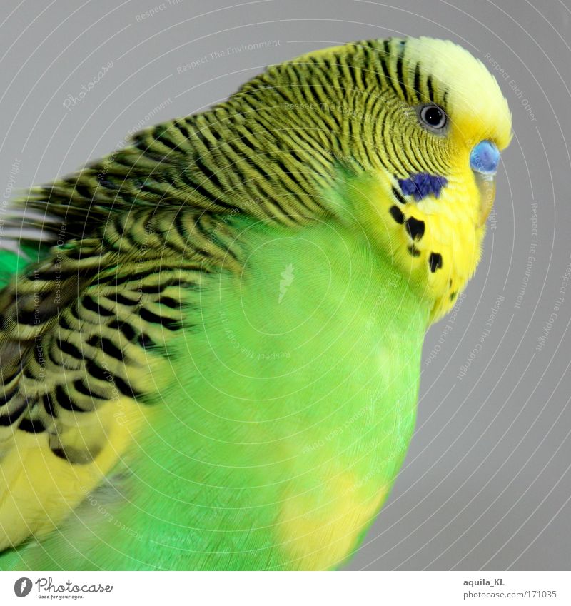 heavy horse Colour photo Looking into the camera Animal Pet Wild animal Bird 1 Budgerigar Australia Feather Wing Beak Undulation Point