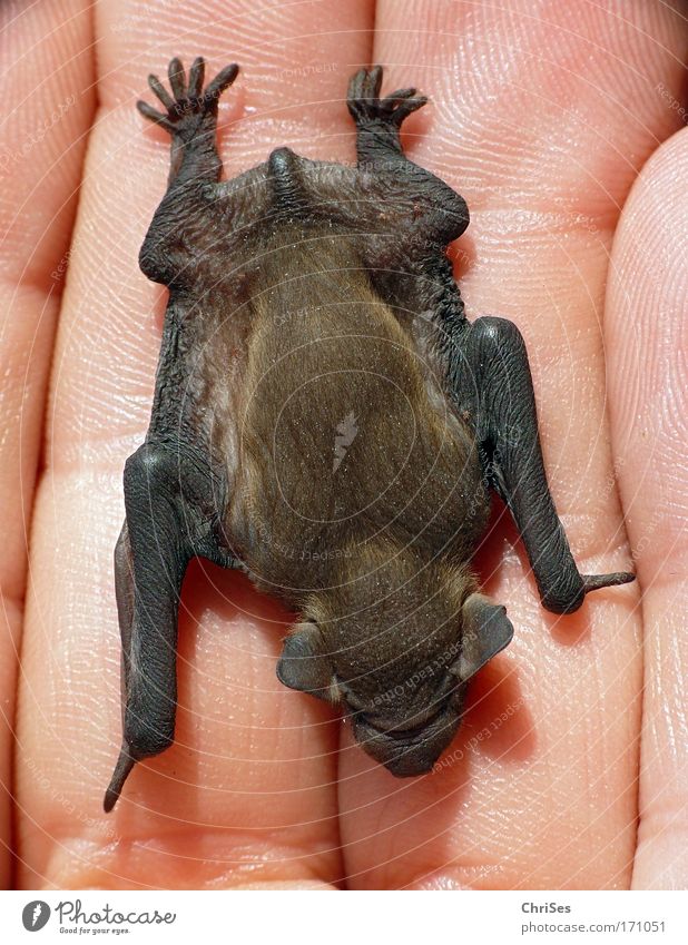 Small plane : Zwergfledermaus_02 Colour photo Exterior shot Close-up Macro (Extreme close-up) Day Animal portrait Full-length Environment Nature Wild animal